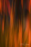 BLUSH AND EMBER