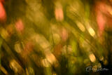 CIRCLES OF LIGHT