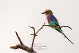 LILAC-BREASTED ROLLER PORTRAIT