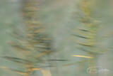 MARSH GRASS TOWERS