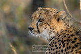 SABI SANDS CHEETAH CUB