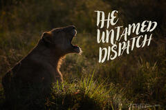 The Untamed Dispatch, Issue #8 