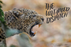 The Untamed Dispatch, Issue #5