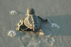 2017 Runner-Up - “Kiawah Through the Lens” Photo Contest