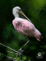 8th Annual GNPA-OIWC Photo Contest