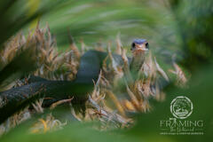 2026 Journal of Wildlife Photography - May Contest, 