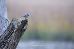 Coastal Illustrated - 