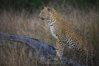 A LEOPARD'S POSE