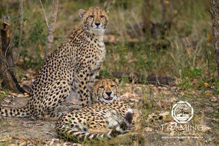 CHEETAH CUBS