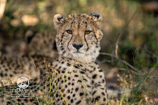 CHEETAH CUB IN THE SHADOWS