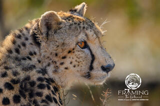 CHEETAH CUB PORTRAIT