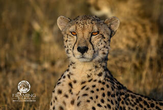 CHEETAH QUEEN