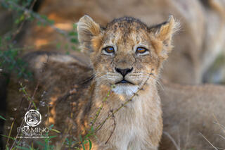 CURIOUS LION CUB