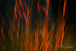 FIREGRASS