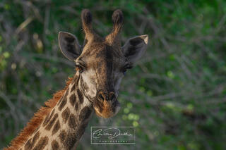 GIRAFFE PORTRAIT