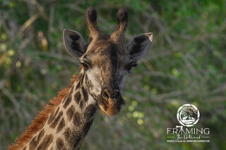 GIRAFFE PORTRAIT