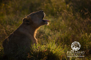 GOLDEN HOUR YAWN