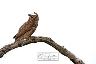 GREAT HORNED OWL PORTRAIT