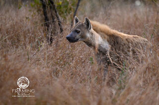 HYENA ON ALERT