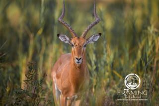 IMPALA PORTRAIT