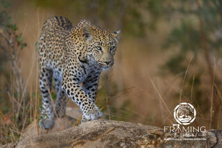 LEOPARD ON THE PROWL