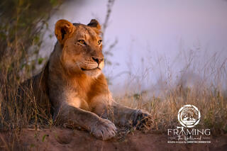 LION IN THE GOLDEN HOUR