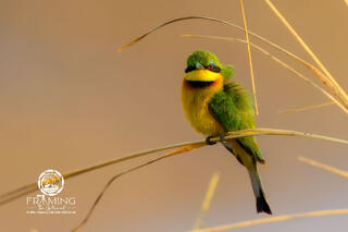 LITTLE BEE-EATER PORTRAIT