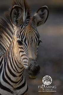 LITTLE CRAWSHAY'S ZEBRA