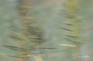 MARSH GRASS TOWERS