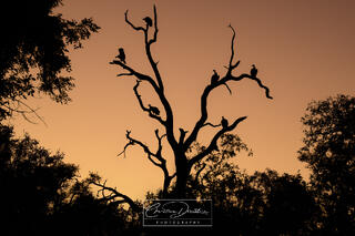 NATURE'S QUIET DRAMA UNFOLDING AT DUSK