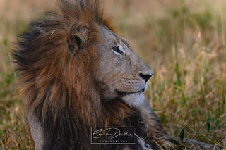 RESTING LION