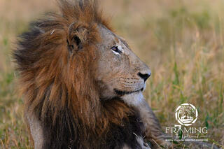 RESTING LION