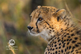 SABI SANDS CHEETAH CUB