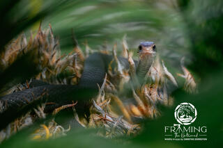 SAGO PALM BLACK RACER