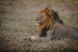 THE LION KING