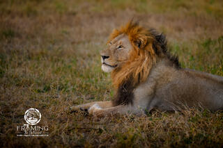 THE LION KING
