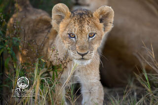 UNTAMED EYES