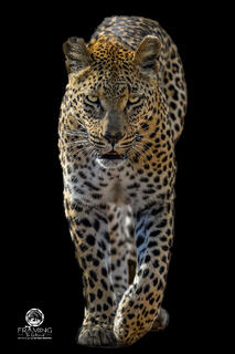 UNTAMED FOCUS