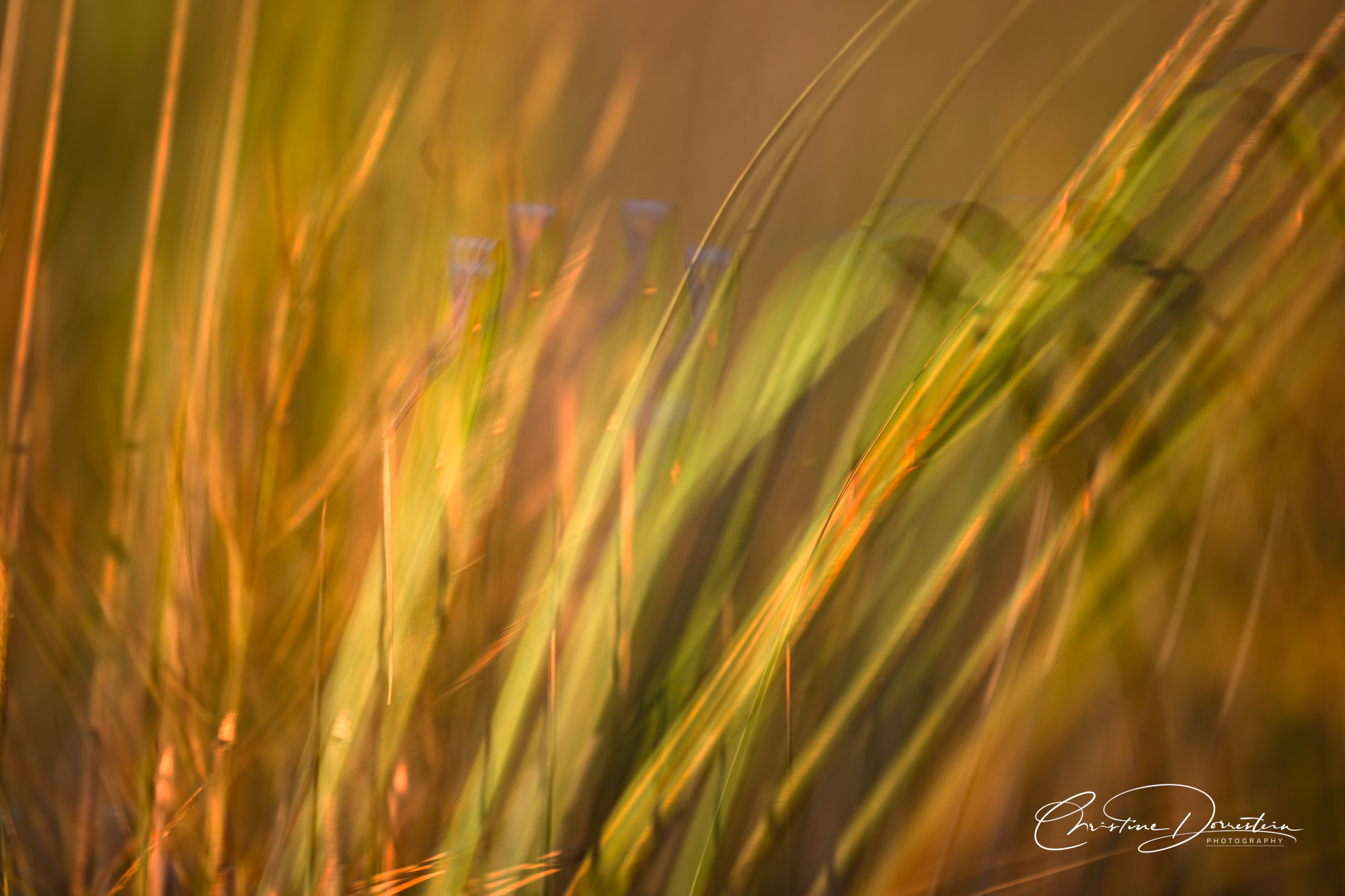 A HINT OF LILAC Wild marsh iris in ICM.