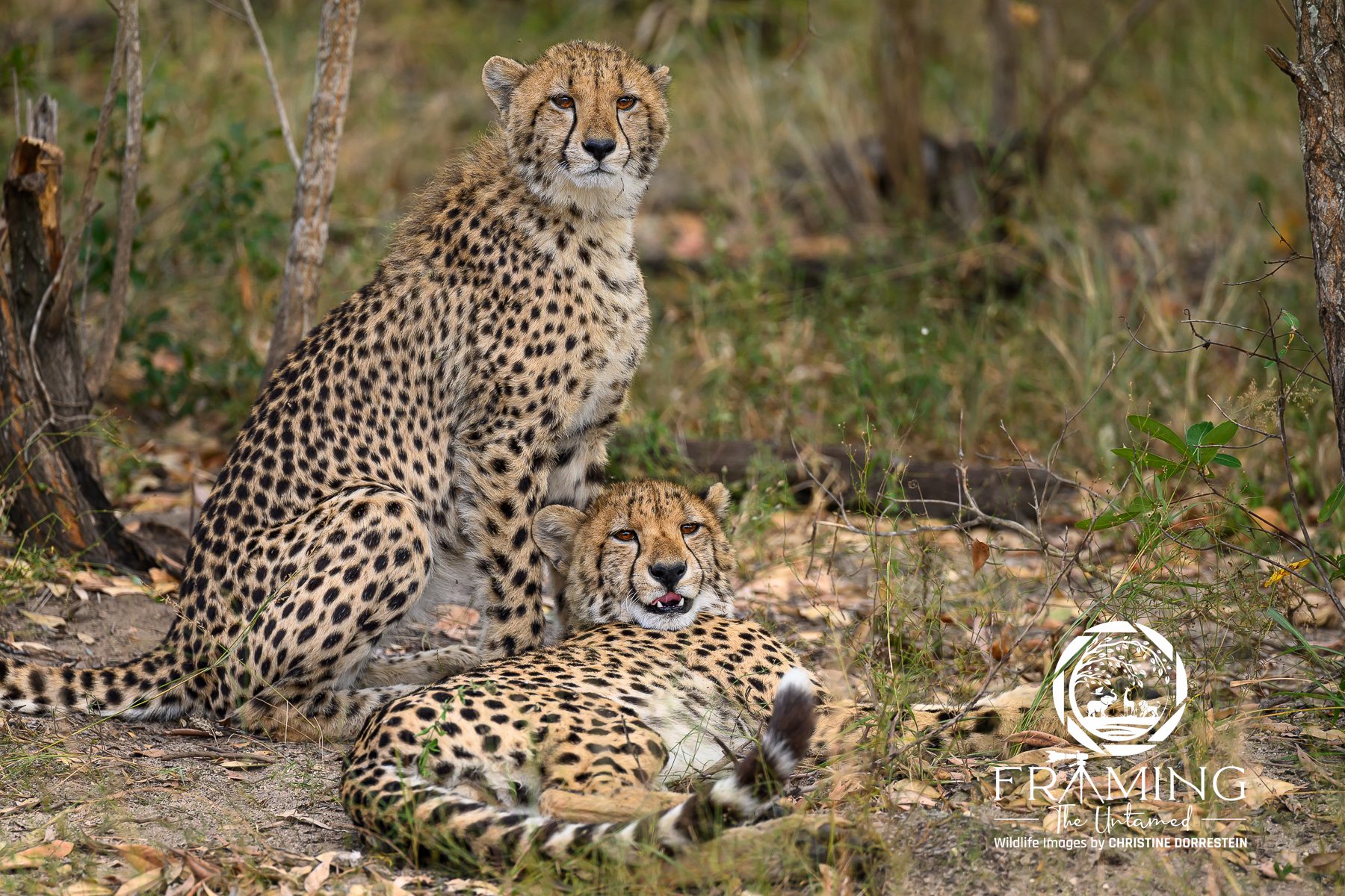 CHEETAH CUBS Enjoyed a great opportunity to photograph a mother cheetah and her 3 cubs in the Sabi Sands this past May. After frolicking...