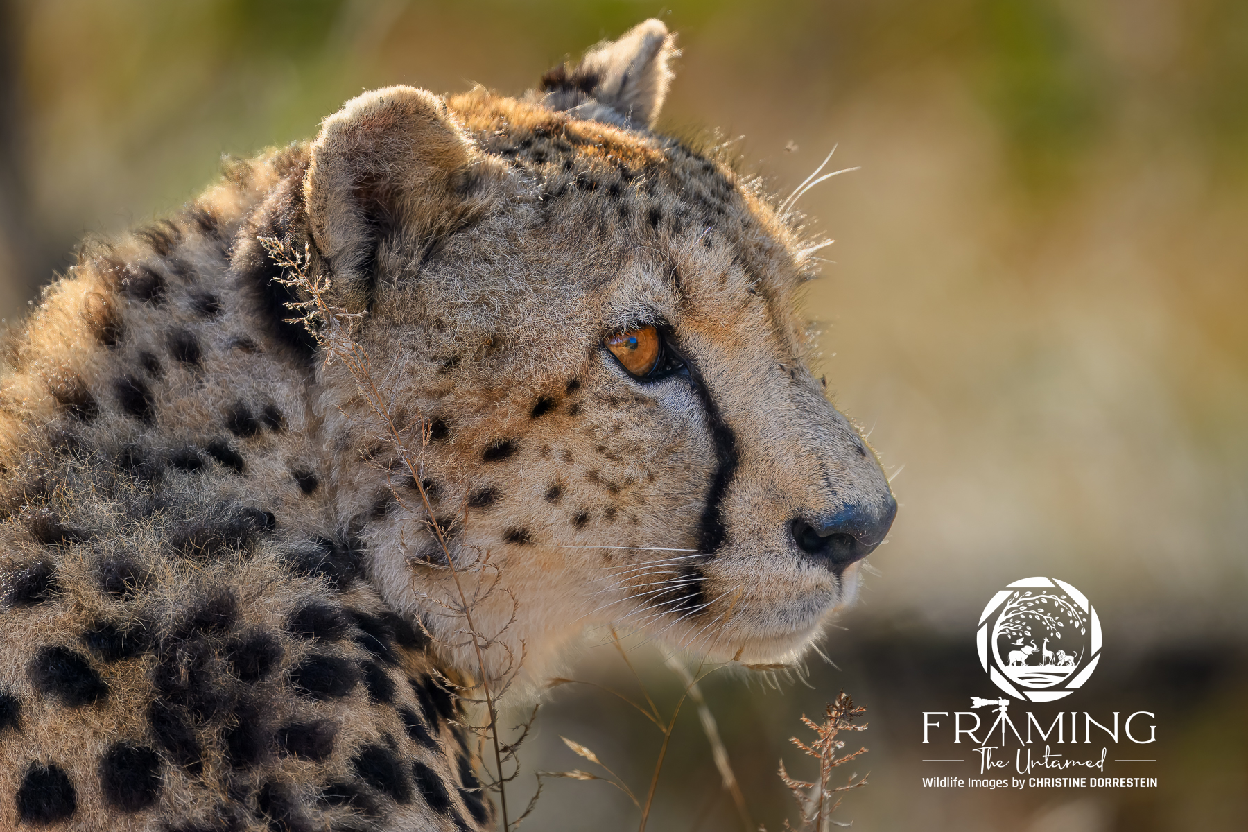 CHEETAH CUB PORTRAIT Cheetah cub posing for a portrait.