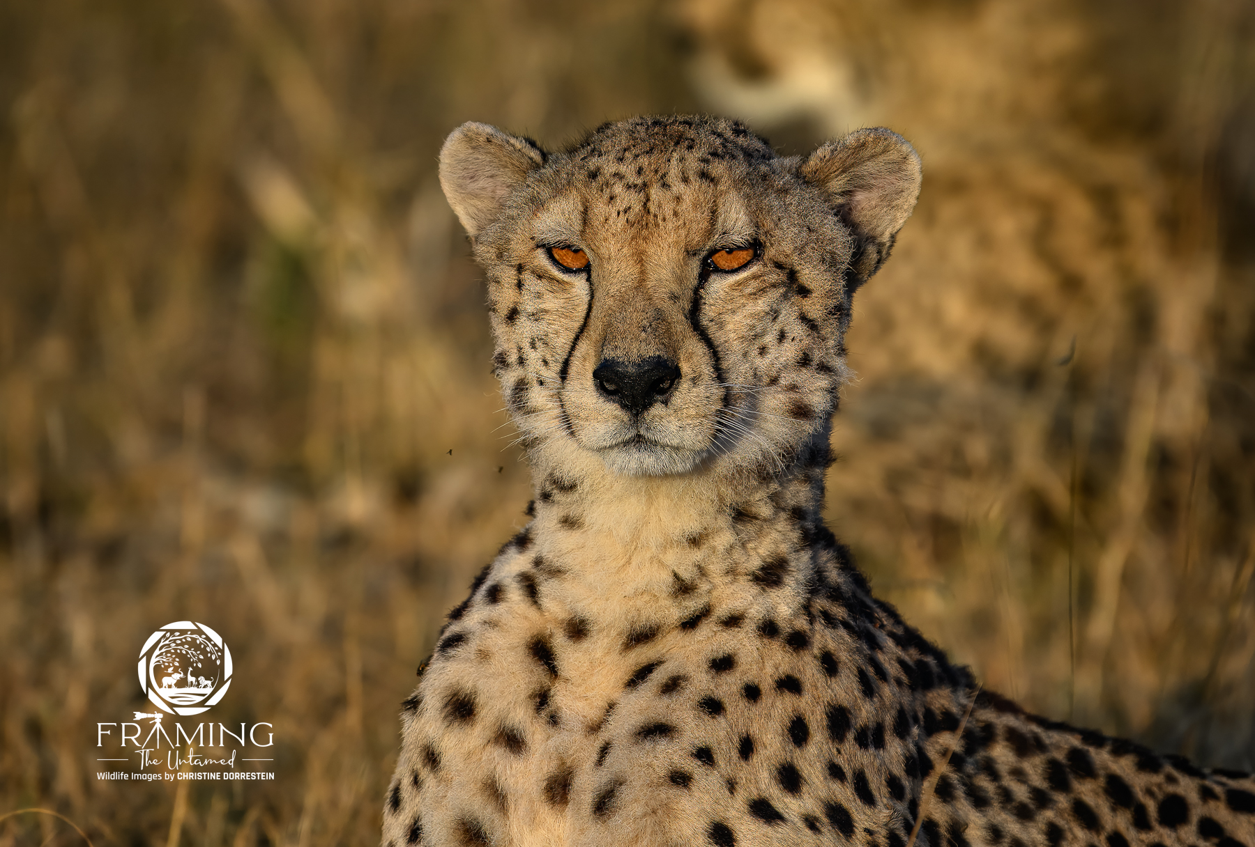 CHEETAH QUEEN The Cheetah Queen. Beautiful mother Cheetah to three cubs.