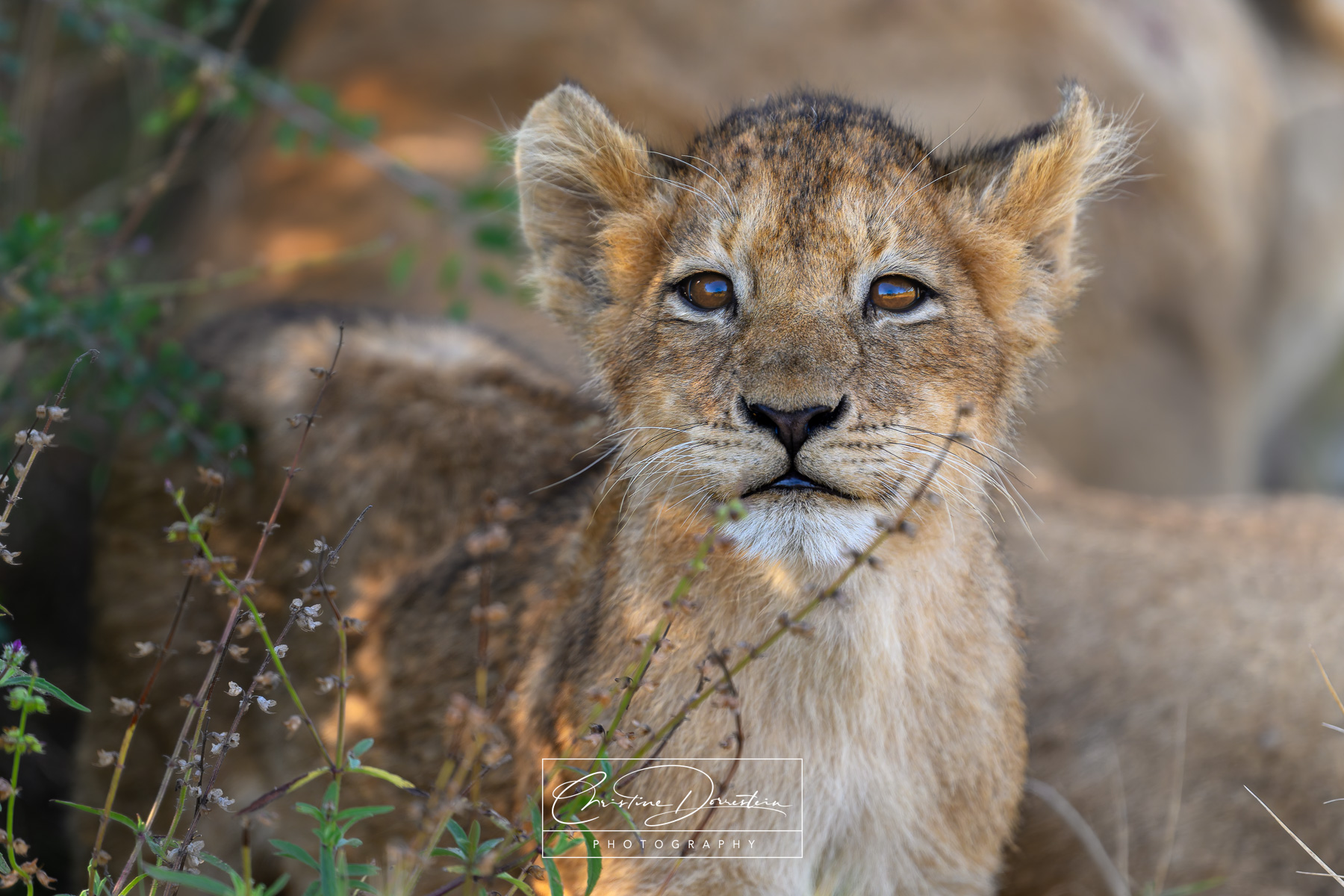 CURIOUS LION CUB Had the great pleasure of watching and photographing a lioness and her 4 cubs along the banks of the Sand River. The cubs...