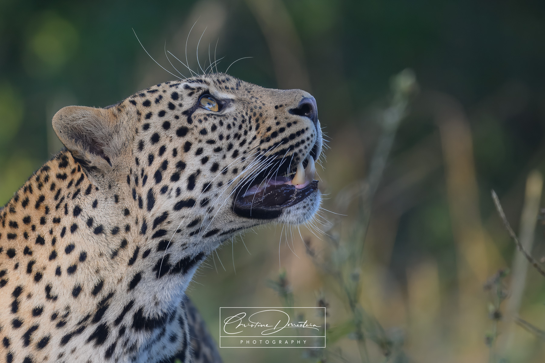 EYES TO THE SKY Mother leopard searching for her cub after spending a day and a night fighting off male suitors. I love the intensity of her...