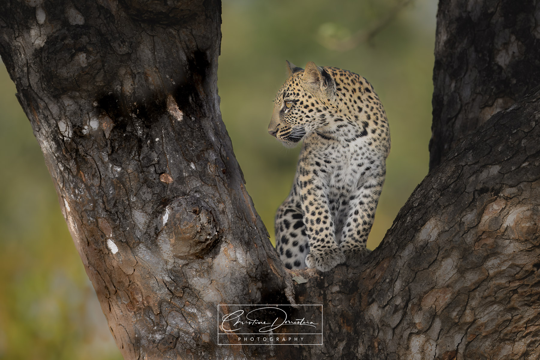 LEOPARD CUB IN THE CANOPY Is there anything more iconic than a leopard cub exploring its climbing abilities? Tree climbing is a natural skill for leopards...