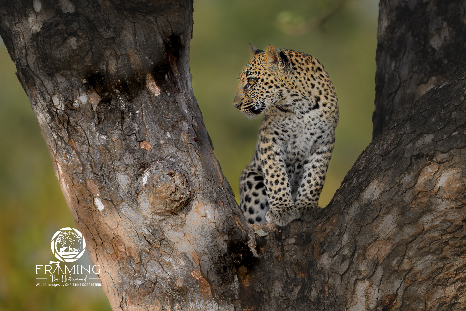 LEOPARD CUB IN THE CANOPY Is there anything more iconic than a leopard cub exploring its climbing abilities? Tree climbing is a natural skill for leopards...