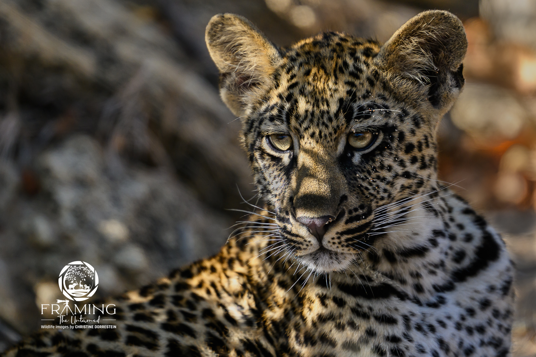LEOPARD CUB IN THE SHADOWS Spent a lot of time with this beautiful Sabi Sands cub and its mother. I thought it was a great moment to photograph the cub...