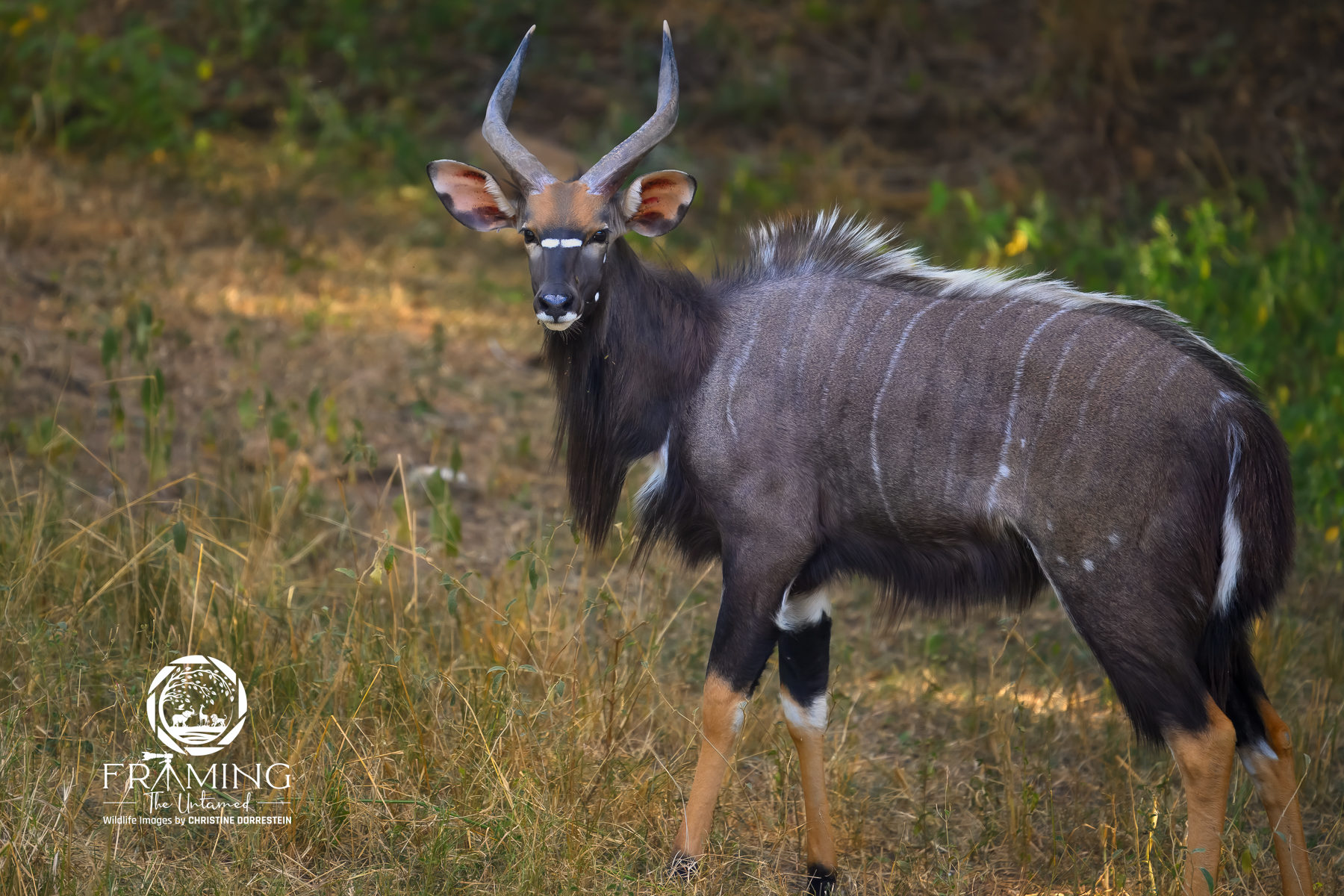 MALE NYALA Beautiful male Nyala heading to a watering hole. 