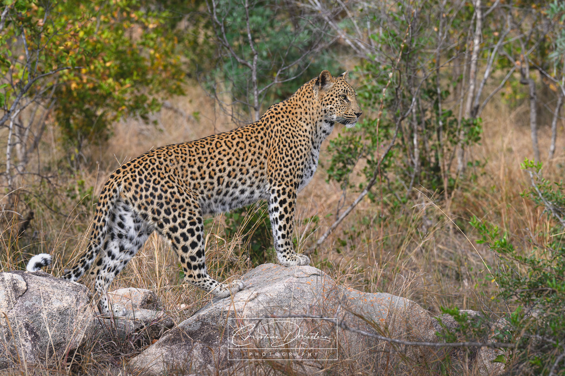 ON THE LOOKOUT Spent a lot of time following, from a safe distance, this beautiful Sabi Sands leopard. I feel like she was always posing and...