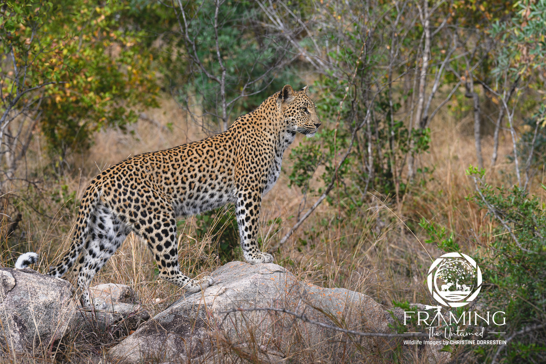 ON THE LOOKOUT Spent a lot of time following, from a safe distance, this beautiful Sabi Sands leopard. I feel like she was always posing and...